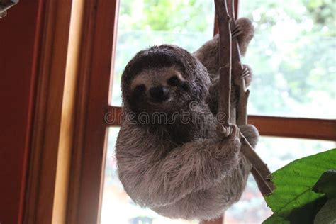 slotph|sloth svenska.